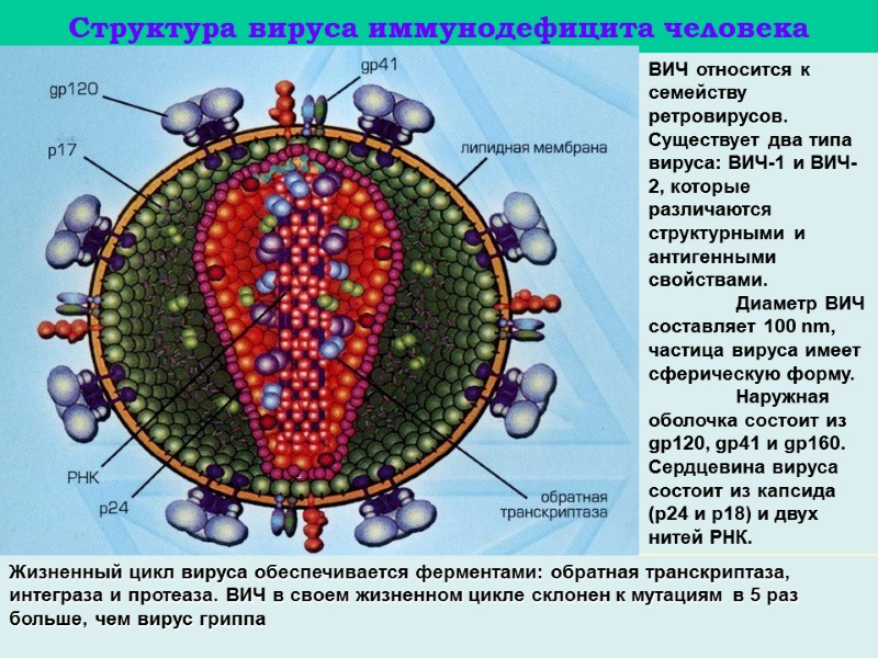 Структура вируса иммунодефицита человека ВИЧ относится к семейству ретровирусов.  Существует два типа вируса: